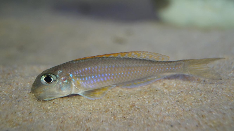Xenotilapia flavipinnis 'Kagunga'